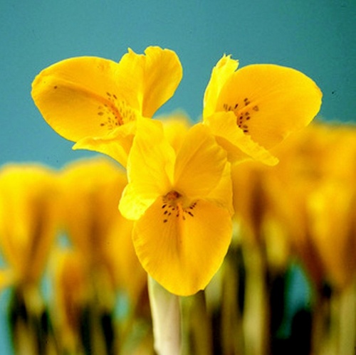 Iris Bulbs -  Danfordiae